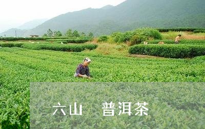 六山 普洱茶/2023042858021